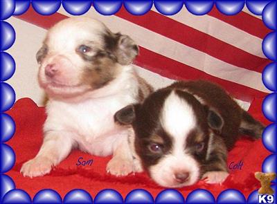 Puppies in MO